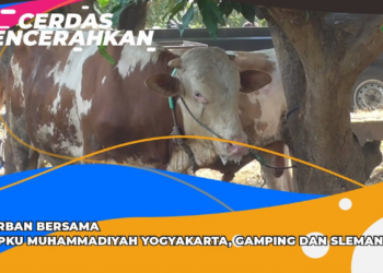 CERDAS MENCERAHKAN | RS PKU MUHAMMADIYAH YOGYAKARTA, GAMPING DAN SLEMAN SEMBELIH 13 EKOR SAPI DAN 39 KAMBING