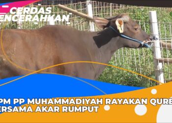 CERDAS MENCERAHKAN | MPM PP MUHAMMADIYAH RAYAKAN QURBAN BERSAMA AKAR RUMPUT