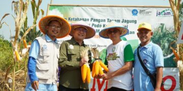 Panen Perdana JagungMu, MPM PP Muhammadiyah Dorong Kedaulatan Pangan